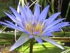 Nymphaea caerulea (Blue Lotus) Graines