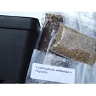 Seed Germination Kit, Lophophora williamsii