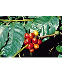 Coffea arabica Seeds